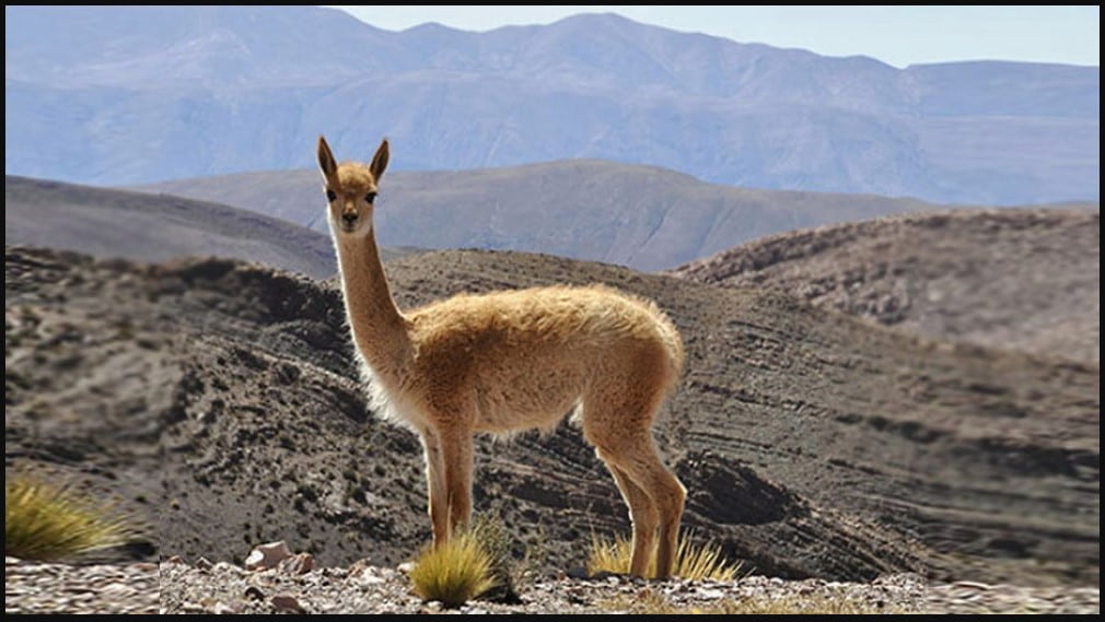 vicuna